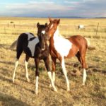 Azaliah Stud's Foals