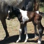 Grey Pinto Foal