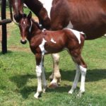 Homozygous Filly
